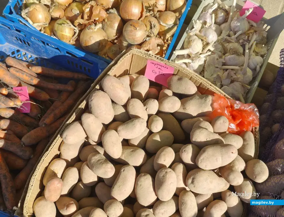 11 сентября 2025 года. Могилев. Картошка.