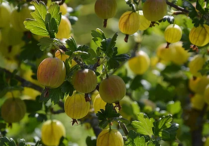 Четыре признака того, что крыжовник нужно пересаживать