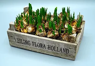 Можно ли привезти из-за границы луковицы тюльпанов: объяснили в ГТК