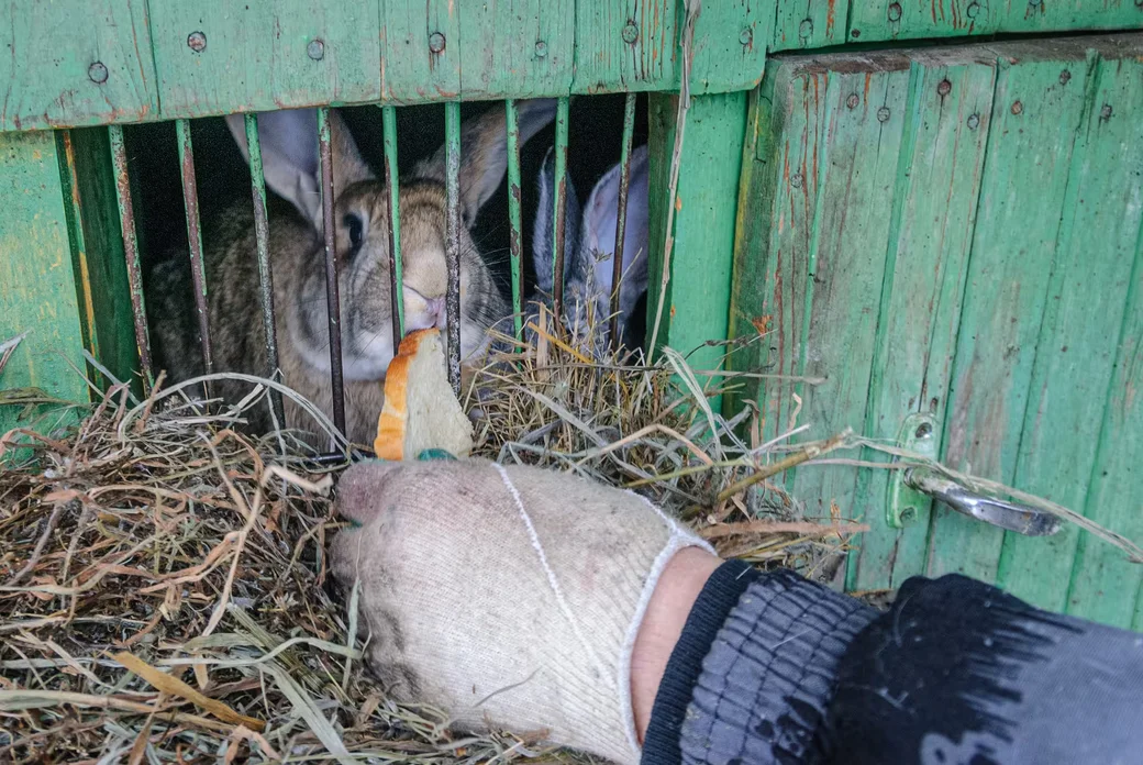 05.02.2026. Бобруйчанин Сергей Семенков держит свиней, кроликов и птиц на приусадебном участке.