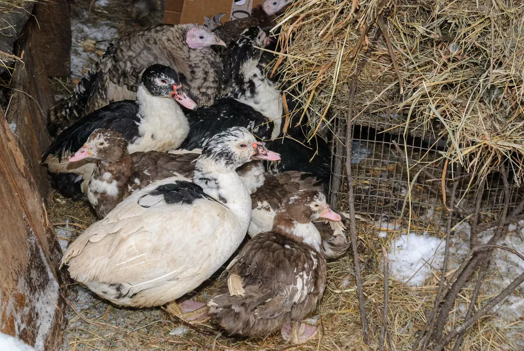 05.02.2026. Бобруйчанин Сергей Семенков держит свиней, кроликов и птиц на приусадебном участке.