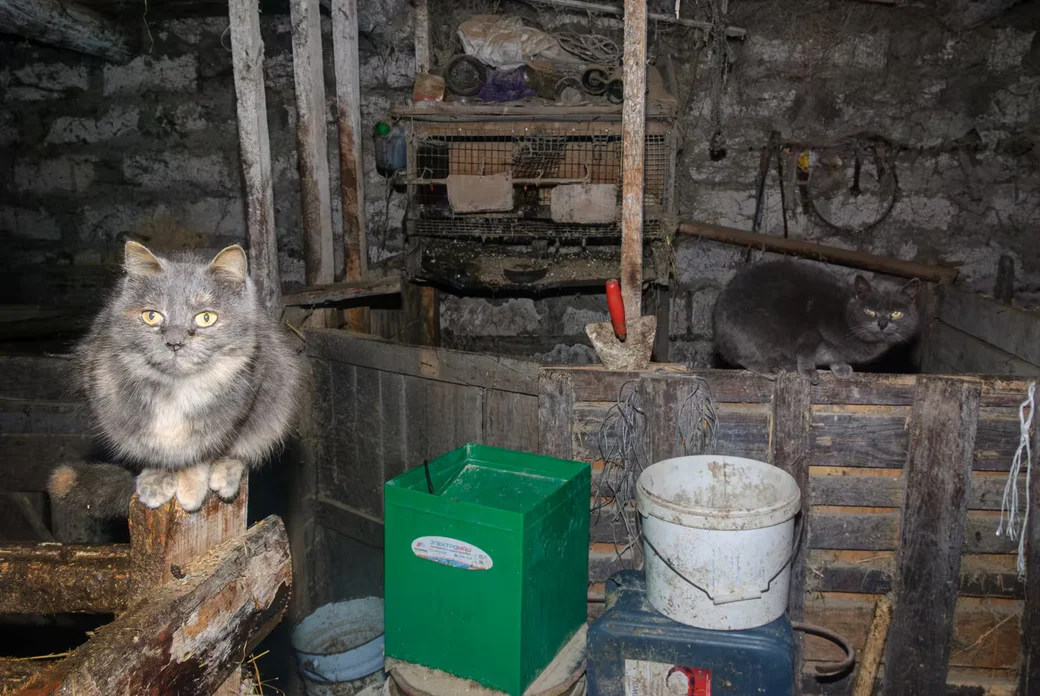 05.02.2026.  Бобруйчанин Сергей Семенков держит свиней, кроликов и птиц на приусадебном участке.