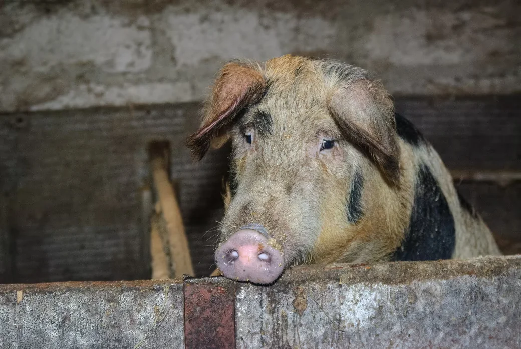 05.02.2026. Бобруйчанин Сергей Семенков держит свиней, кроликов и птиц на приусадебном участке.