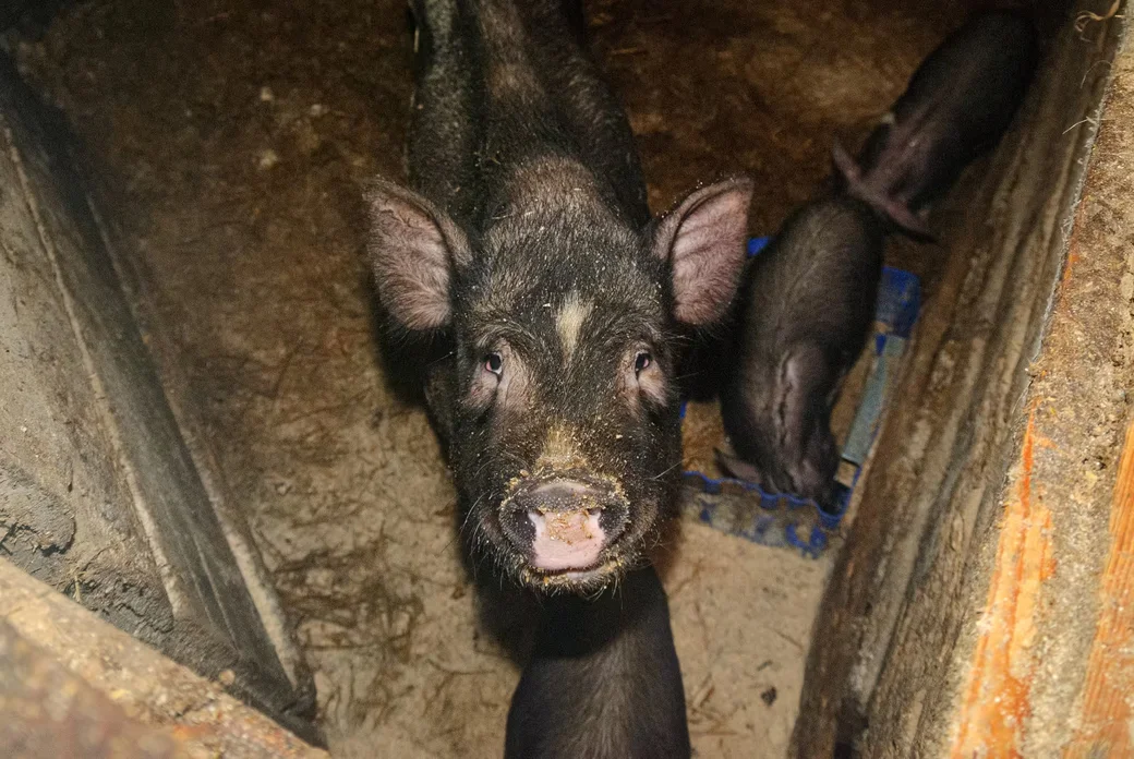 05.02.2026. Бобруйчанин Сергей Семенков держит свиней, кроликов и птиц на приусадебном участке.