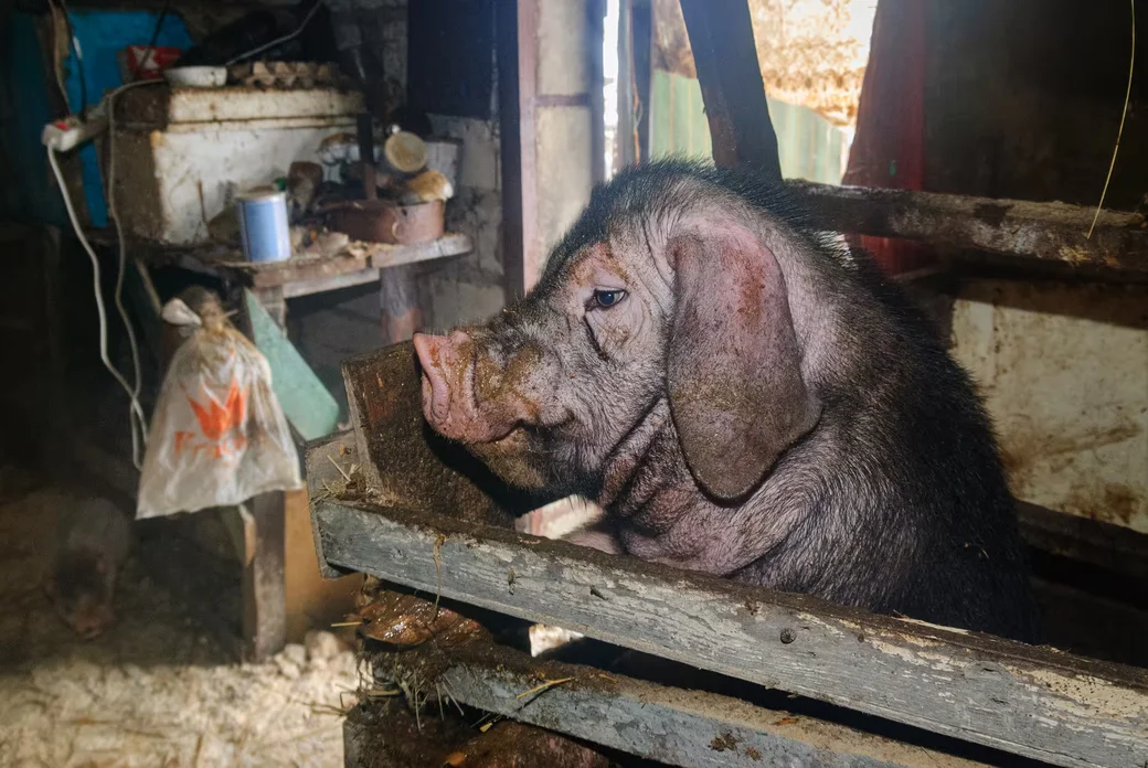05.02.2026.  Бобруйчанин Сергей Семенков держит свиней, кроликов и птиц на приусадебном участке.