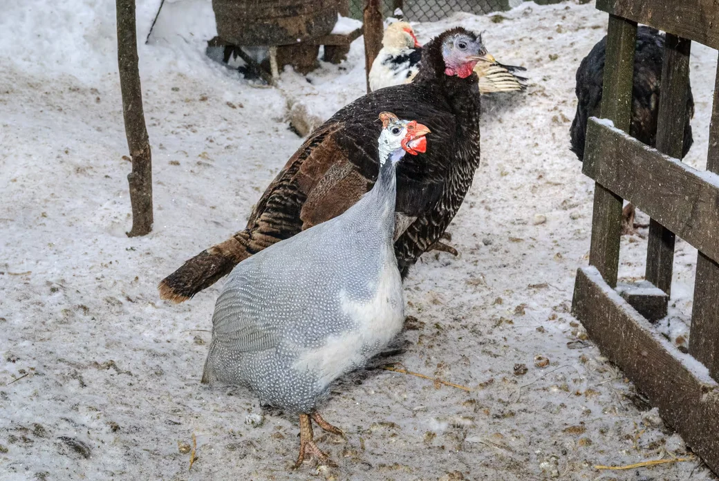 05.02.2026. Бобруйчанин Сергей Семенков держит свиней, кроликов и птиц на приусадебном участке.