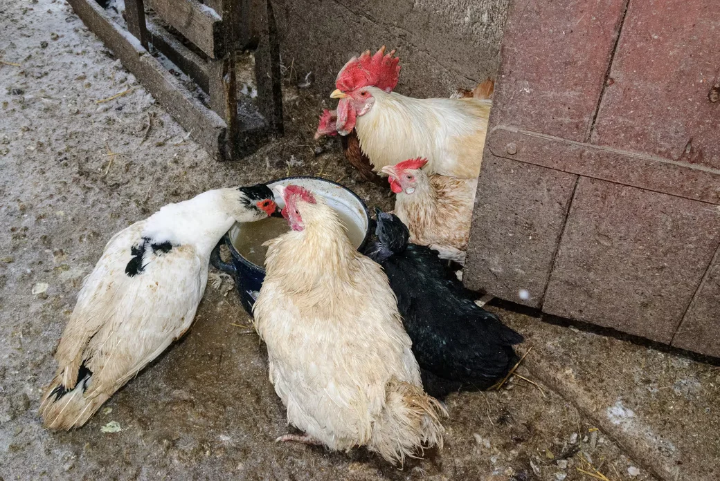 05.02.2026. Бобруйчанин Сергей Семенков держит свиней, кроликов и птиц на приусадебном участке.