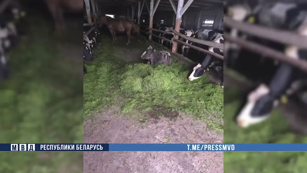 19 коров погибли из-за халатности директора одного из хозяйств Осиповичского района. Фото: МВД РБ