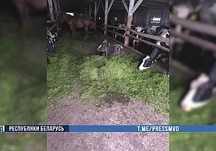 19 коров погибли из-за неправильного кормления в Осиповичском районе