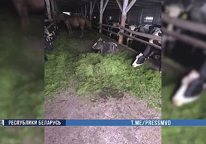 19 коров погибли из-за неправильного кормления в Осиповичском районе