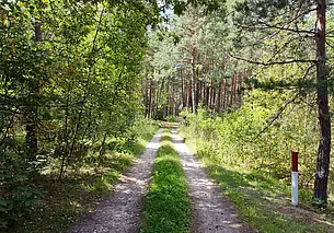Запрет на посещение лесов снят в 13 районах области. В том числе и в Могилевском