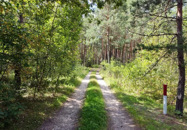 Запрет на посещение лесов снят в 13 районах области. В том числе и в Могилевском