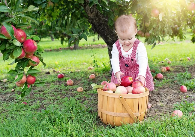 На листьях – налет и странные пятна: 7 самых распространенных заболеваний в саду