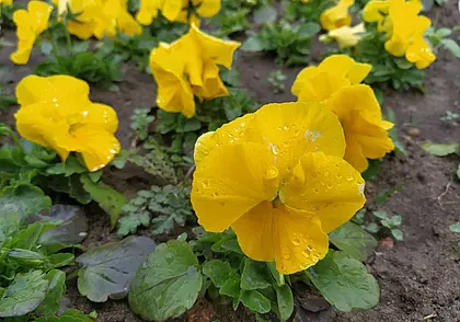 Цветы-однолетники, которые можно посеять под зиму