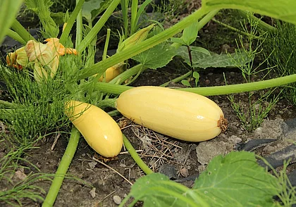 Кабачки можно сохранить до весны. Рассказываем, как