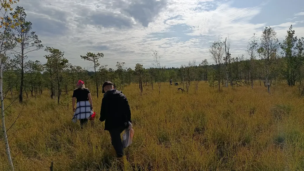 Верасень 2025 г. Журавіны на балоце каля возера Баравое ў Глускім раёне збіраюць і жыхары навакольных вёсак, і глушчане.