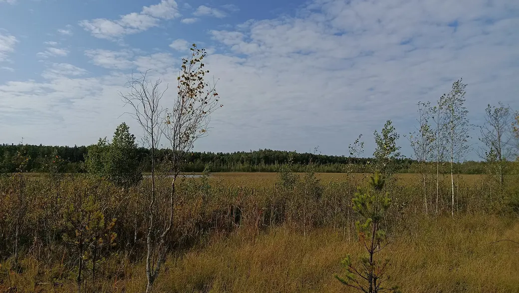 Верасень 2025 г. На жаль ад возера Баравога ў Глускім раёне засталася толькі вялікая "лужына" вады.