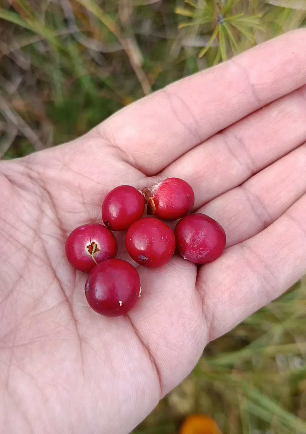 Верасень 2025 г. Журавіны на балоце каля возера Баравое ў Глускім раёне.