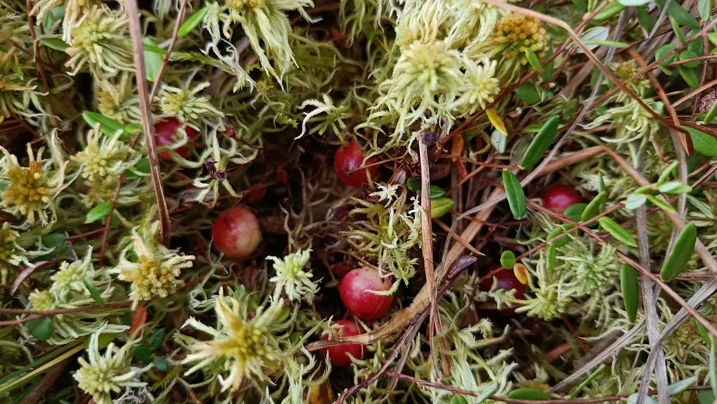 Верасень 2025 г. Журавіны на балоце каля возера Баравое ў Глускім раёне.