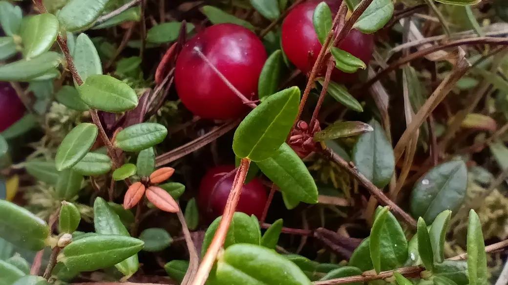 Верасень 2025 г. Журавіны на балоце каля возера Баравое ў Глускім раёне.