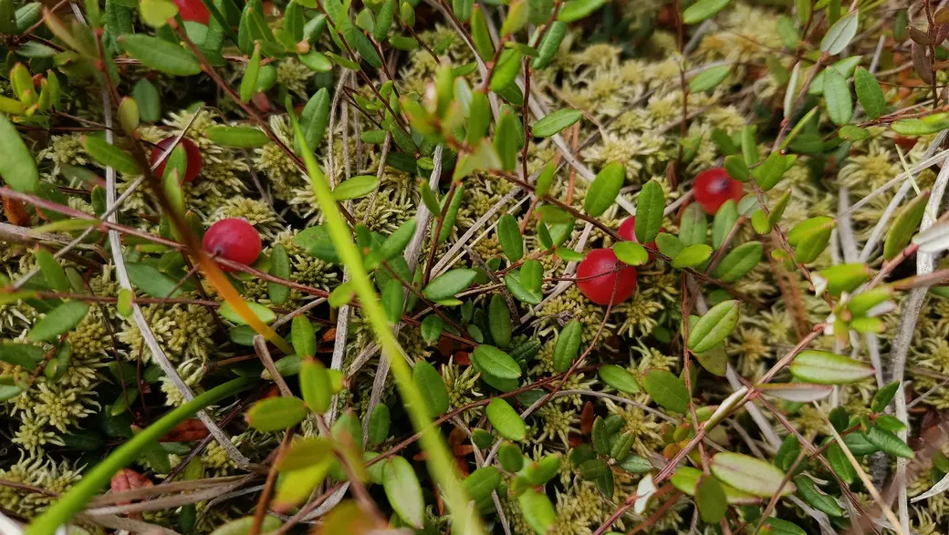 Верасень 2025 г. Журавіны на балоце каля возера Баравое ў Глускім раёне.