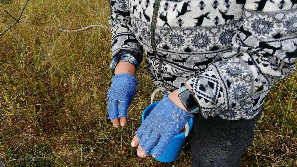 Верасень 2025 г. У такіх пальчатках асака не рэжа пальцы, калі жанчына збірае журавіны.