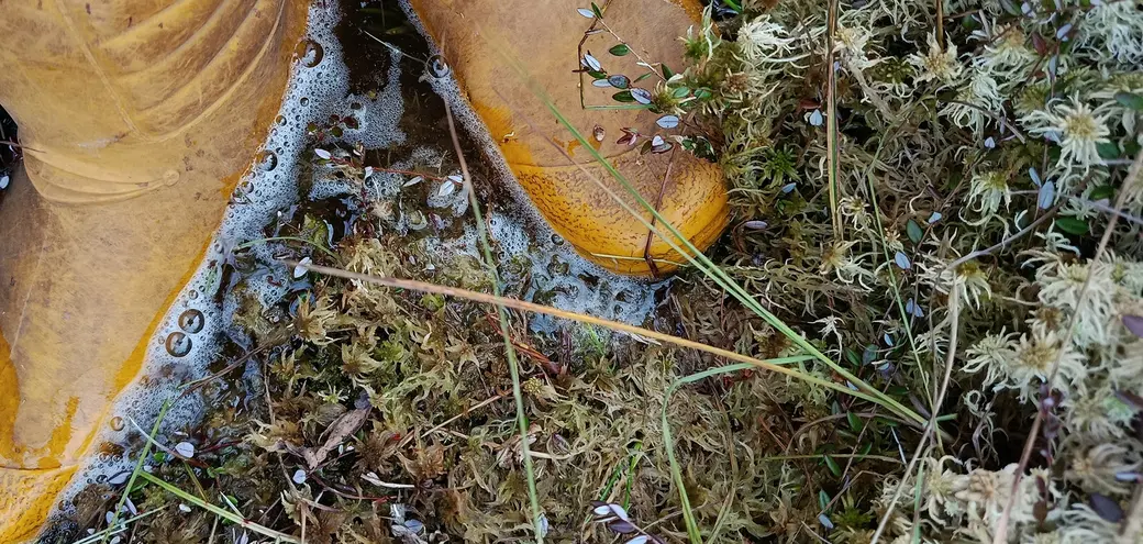 Верасень 2025 г. На балоце абавязковы абутак - гумавыя боты.