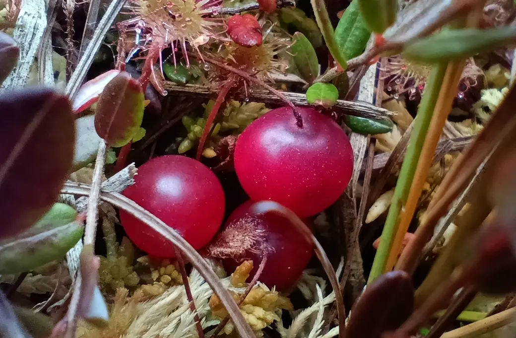 Верасень 2025 г. Журавіны на балоце каля возера Баравое ў Глускім раёне.