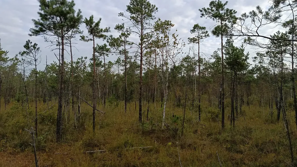 Верасень 2025 г. Балота каля возера Баравога ў Глускім раёне.