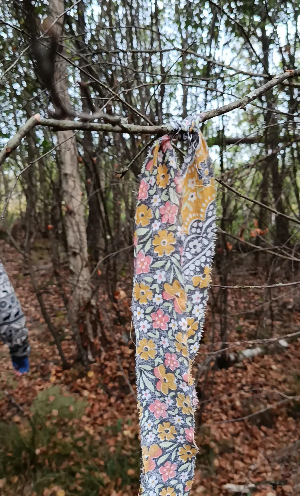 Верасень 2025 г. Арыенцір для ягаднікаў на балоце вось такія стужкі на галінах дрэў.