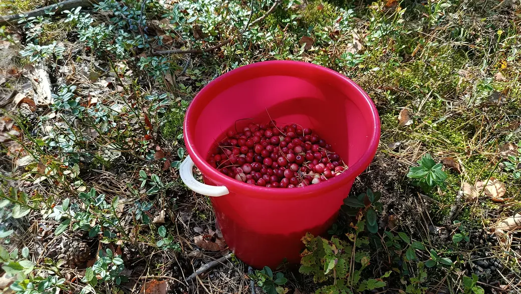 Верасень 2025 г. Назбирали журавін на балоце каля возера Баравое ў Глускім раёне.