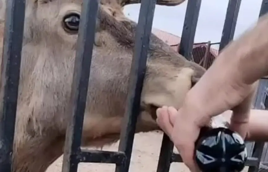 Мужчина поит оленя кока-колой. Фото: Telegram / police_minsk.