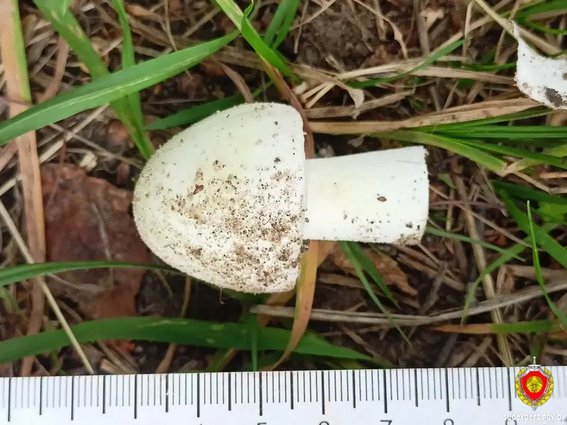 Фото: ГКСЭ Беларуси