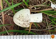 В Брестской области пенсионерка приняла поганки за шампиньоны, отравилась и умерла