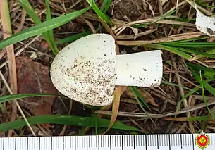 В Брестской области пенсионерка приняла поганки за шампиньоны, отравилась и умерла