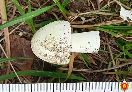 В Брестской области пенсионерка приняла поганки за шампиньоны, отравилась и умерла