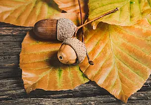 Достаем куртки: во вторник, 23 сентября в Могилеве ожидается дождь и всего +15°С