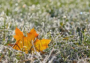 Оранжевый уровень опасности объявлен на Могилевщине из-за заморозков