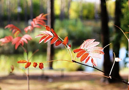 Дождя не обещают и до 14 градусов тепла: какой будет погода в Могилеве в среду, 24 сентября