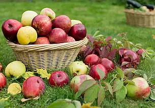 Почему опавшие яблоки – это угроза для сада