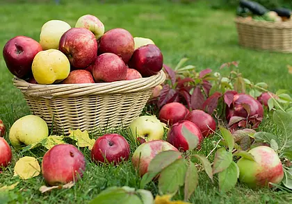 Почему опавшие яблоки – это угроза для сада