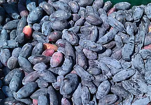 Кормим жимолость перед зимой – это важно для урожая следующего сезона