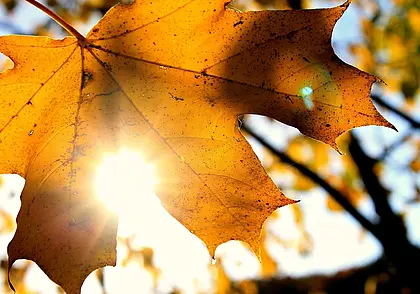 Без осадков и до +16°Ϲ: какой будет погода в Могилеве в пятницу, 26 сентября