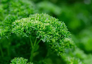 Важно – сроки! И сорта. Сеем петрушку осенью