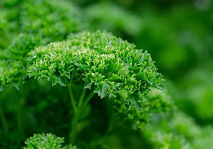 Как пересадить петрушку в горшок на зиму? Легко