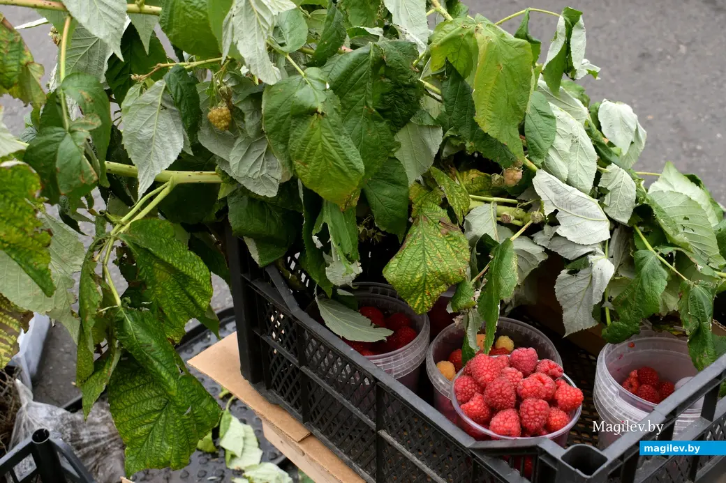 27.09.25, Бобруйск. Кирмаш «Золотая осень»