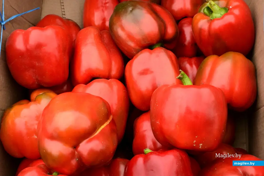 27.09.25, Бобруйск. Кирмаш «Золотая осень»