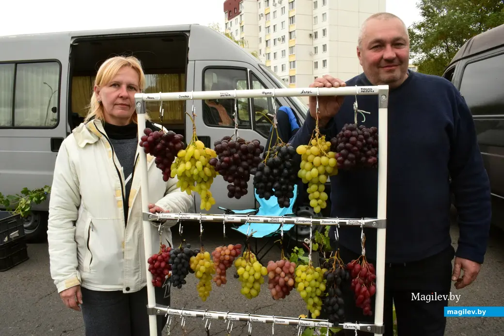 27.09.25, Бобруйск. Кирмаш «Золотая осень». Виноград из Титовки