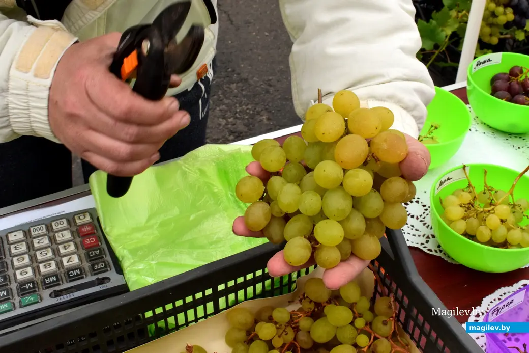 27.09.25, Бобруйск. Кирмаш «Золотая осень». Виноград из Титовки