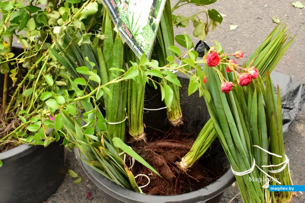 27.09.25, Бобруйск. Кирмаш «Золотая осень». Юкка с розами